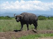 A buffalo in Queen Elizabeth national Park.: by steve_and_emma, Views[424]
