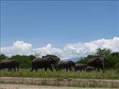 We spotted a huge heard of elephants within minutes of entering QENP.: by steve_and_emma, Views[386]