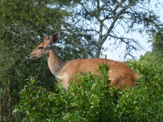 A bush buck in Lake Mburu NP.