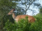 A bush buck in Lake Mburu NP.: by steve_and_emma, Views[344]