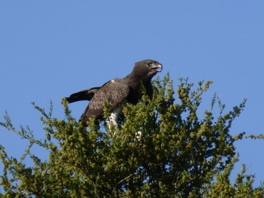 We disturbed this martial eagle eating a baby warthog.