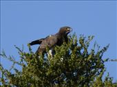We disturbed this martial eagle eating a baby warthog.: by steve_and_emma, Views[390]