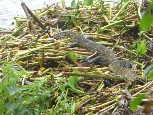 A Nile monitor lizard.