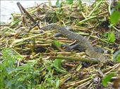 A Nile monitor lizard.: by steve_and_emma, Views[412]