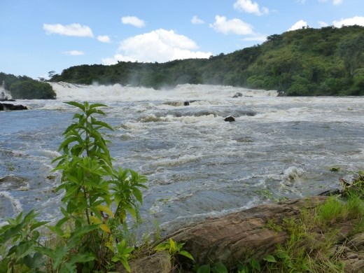 Karuma falls are pretty impressive but you won't be able to see them for long as the Nile is due to be dammed here soon.