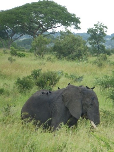 We spotted this chap outside Murchison NP near our digs at Fort Murchison.