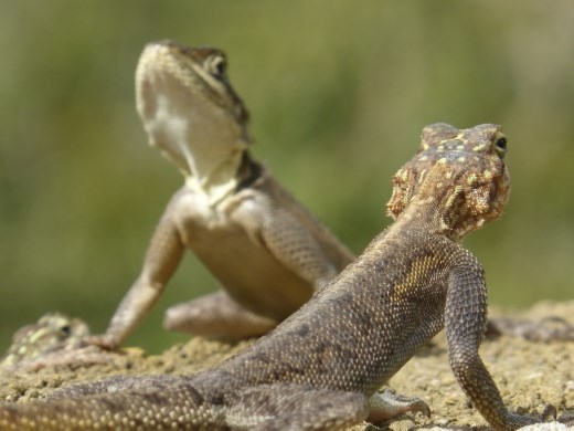 Local residents of Fort Murchison.