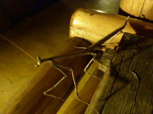 The night-time residents were a bit scary for some of our group. Neil squealed like a girl when this praying mantis appeared!