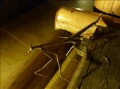 The night-time residents were a bit scary for some of our group. Neil squealed like a girl when this praying mantis appeared!: by steve_and_emma, Views[390]