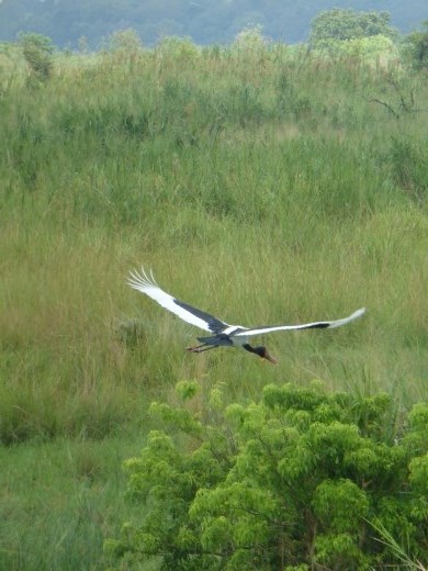 A saddle-billed stork takes flight.