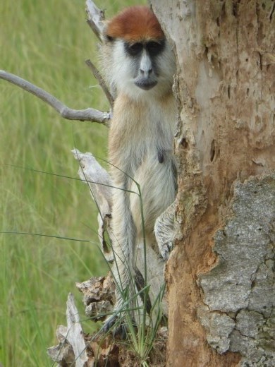 A patas monkey playing hide and seek.