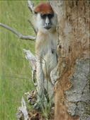 A patas monkey playing hide and seek.: by steve_and_emma, Views[303]