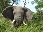 This lone bull elephant took exception to our presence and did a mock charge.: by steve_and_emma, Views[379]