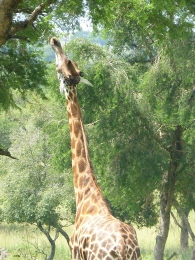 A long neck helps reach the tasty leaves.