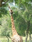 A long neck helps reach the tasty leaves.: by steve_and_emma, Views[351]