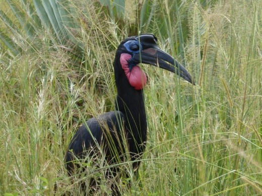 A ground hornbill.