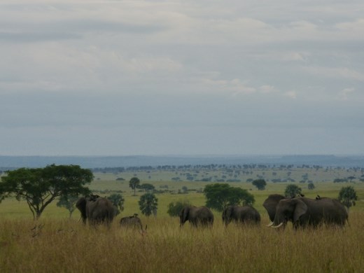 We saw lots of game in the less-visited northern section of Murchison.