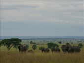 We saw lots of game in the less-visited northern section of Murchison.: by steve_and_emma, Views[400]