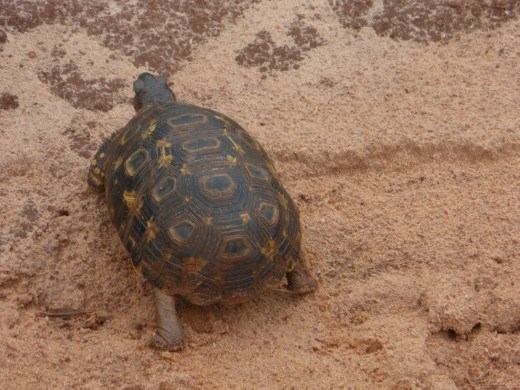 This tortoise was an unexpected sighting.