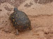 This tortoise was an unexpected sighting.: by steve_and_emma, Views[424]