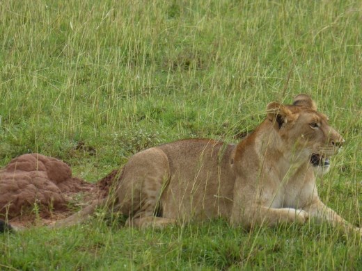 After lots of searching we finally saw 2 lions on a kob kill.