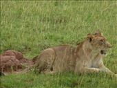 After lots of searching we finally saw 2 lions on a kob kill.: by steve_and_emma, Views[347]