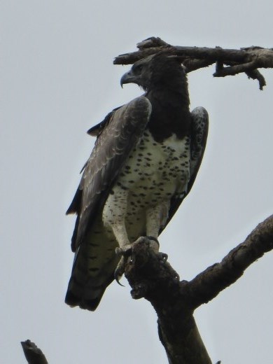A martial eagle.