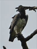 A martial eagle.: by steve_and_emma, Views[290]