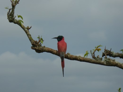 A carmine bee-eater.