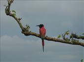 A carmine bee-eater.: by steve_and_emma, Views[545]