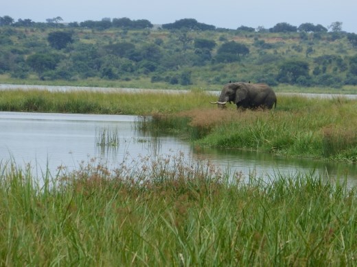 There were plenty of elephants even near the Parra ferry crossing.