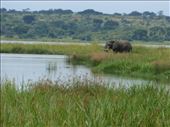 There were plenty of elephants even near the Parra ferry crossing.: by steve_and_emma, Views[469]