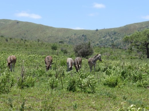 Hluhluwe is a stunning park.