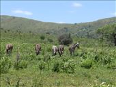 Hluhluwe is a stunning park.: by steve_and_emma, Views[462]