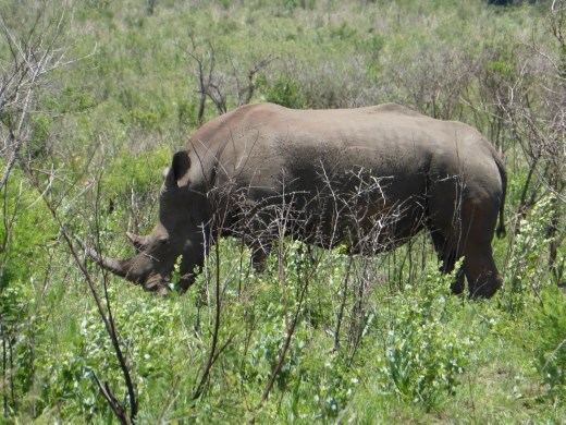 We spotted a rhino within 5 minutes of going through the park gate. We saw about 16 in total.