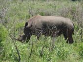 We spotted a rhino within 5 minutes of going through the park gate. We saw about 16 in total.: by steve_and_emma, Views[430]