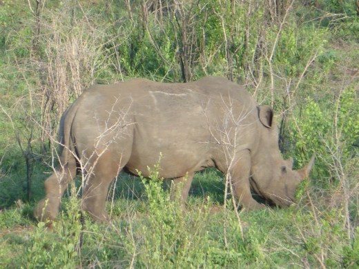 Yet another rhino!