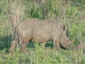 Yet another rhino!: by steve_and_emma, Views[303]