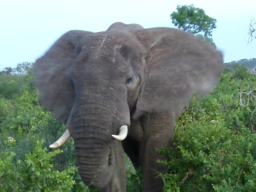 This elephant got a bit too close for comfort.