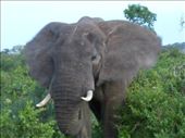 This elephant got a bit too close for comfort.: by steve_and_emma, Views[382]