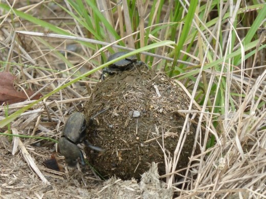 Dung beetles are fascinating creatures.