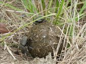 Dung beetles are fascinating creatures.: by steve_and_emma, Views[326]