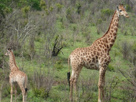 Got to love giraffes.