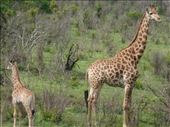 Got to love giraffes.: by steve_and_emma, Views[338]