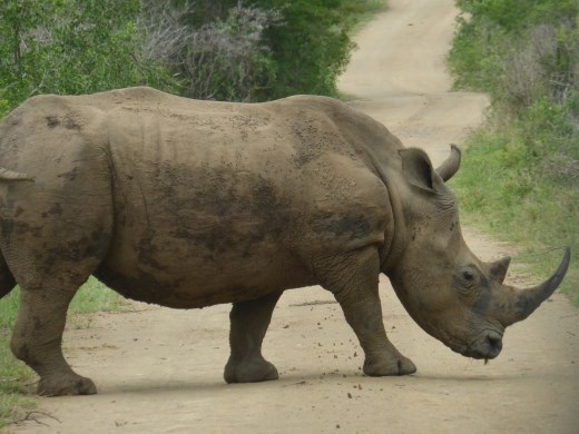 More rhinos than people!