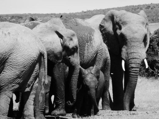 Lots of elephants in Addo.