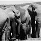 Lots of elephants in Addo.: by steve_and_emma, Views[299]