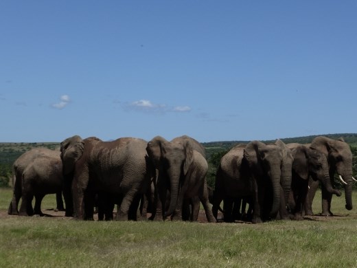 Due to the lack of water, the elephants gathered at the water holes.