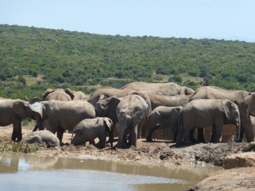 We must have seen over 200 elephants!