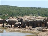 We must have seen over 200 elephants!: by steve_and_emma, Views[389]